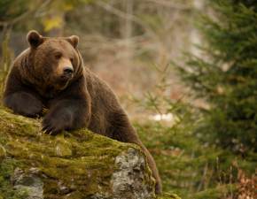Atak niedźwiedzia w Tatrach. Mężczyźnie udało się przeżyć