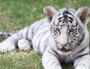 W śmietniku znalazł małego tygrysa albinosa i uratował mu życie WIDEO