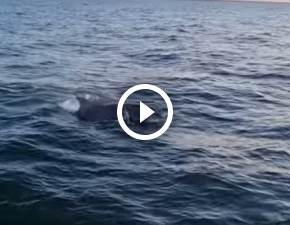 Delfiny w Morzu Batyckim. Wideo z niezwykej wizyty obiego sie FILM