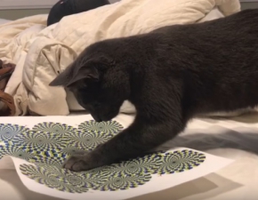 Reakcja kota na iluzję optyczną jest genialna! Na YouTube obejrzano ją 3 miliony razy