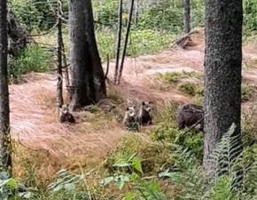 Spotkanie z czterema niedźwiedziami przy popularnym szlaku w Tatrach! Wszystko nagrała kamera WIDEO