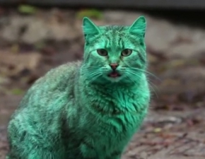 Zielony kot robi furor na bugarskich ulicach!