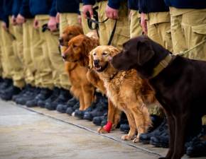 Powrt bohaterw. Poznajcie psy, ktre ratoway ludzi w Turcji! FOTO 