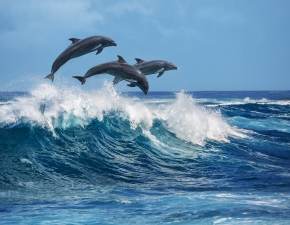 Pływacy ścigali się z delfinami. Wypatrzył ich dron. Teraz odpowiedzą za dręczenie zwierząt WIDEO