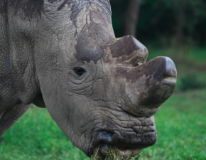 Sudan: Najlepiej chroniony nosoroec wiata. Zdjcia