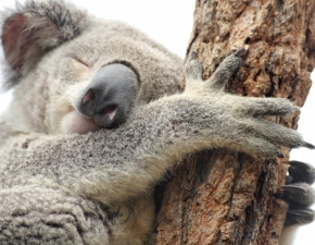 Nie yje Lewis. Koala uratowany podczas austalijskiego poaru buszu
