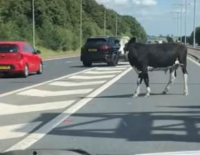 Krowa biegła autostradą. Wielki popłoch wśród kierowców WIDEO