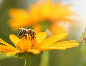 Pierwsza pomoc w przypadku udlenia. Co robi, gdy zaatakuje nas pszczoa lub osa?