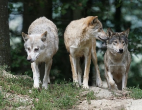 Warmia i Mazury: Grasujce wilki zabiy prawie 200 zwierzt