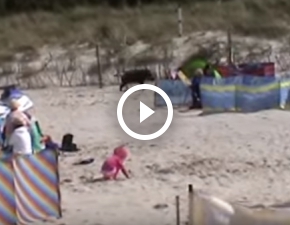 Dzik zaatakował turystów na plaży w Karwi
