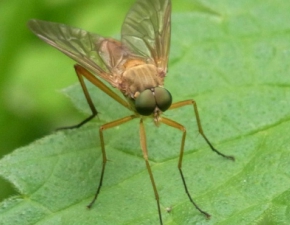Nadchodzi koniec komarw?! Bill Gates przekaza 4 miliony na walk z owadami!