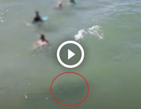 Spędzali czas w wodzie, kiedy nagle pojawił się wielki rekin! Przerażające nagranie! WIDEO