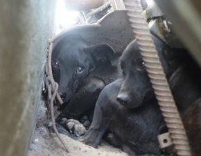 40 umierajcych psw potrzebuje pilnej pomocy! Wielka interwencja z odbiorem czworonogw z posesji pod Puawami