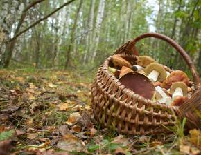 Sensacyjne odkrycie w polskim lesie. Ten grzyb to prawdziwa rzadko. Stao si! FOTO