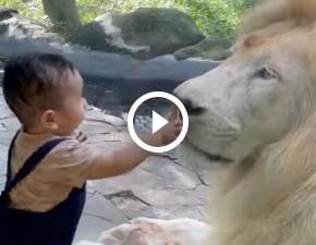 Maluch zachca lwa do zabawy. Zaskakujce nagranie trafio do sieci WIDEO