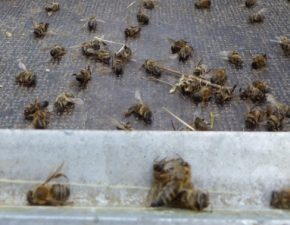 Ogromne straty pszczelarzy na Pomorzu: Nieodpowiedzialny rolnik zabi tysice pszcz!