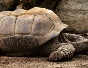 Skradziono ponad sto wi na jednej z wysp Galapagos! Los zwierzt do tej pory jest nieznany