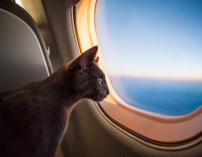 O kocie, ktry zatrzyma turecki samolot
