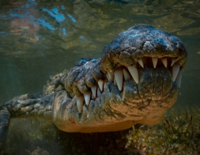 Krokodyl gigant zapany w Australii. Mierzy prawie 4,5 metra! WIDEO
