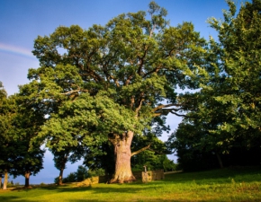 Db Bolko w czowce europejskich drzew