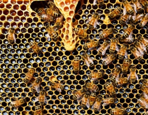 2,5 miliona pszczół otrutych! Ucierpiało 66 pszczelich rodzin