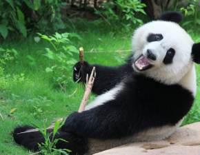 Międzynarodowy Dzień Pandy. Sprawdź, co wiesz na temat tych uroczych ssaków!