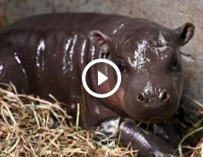 Maleki hipopotam robi furor w sieci! Nagranie z jego pierwszej kpieli zachwycio internautw WIDEO