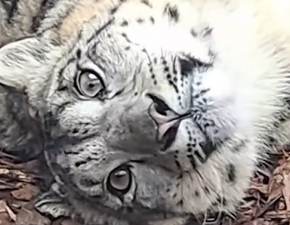 Wrocławskie zoo publikuje nagranie z panterami śnieżnymi i prosi o pomoc WIDEO