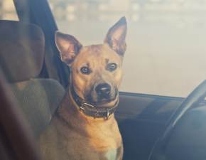 Pies zamknity w samochodzie w upale. Co moesz zrobi?