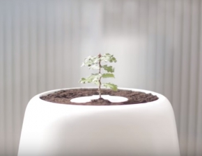 Drzewo zamiast trumny i nagrobka - biodegradowalne inkubatory z sadzonkami rolin