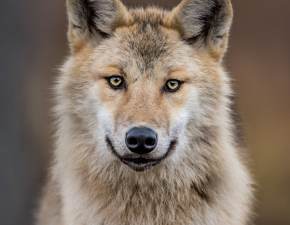 Niezwyky wilk w fotopuapce. Trzynogie zwierz uchwycia ukryta kamera: Wataha go chroni i karmi WIDEO