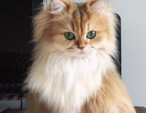 Prosz Pastwa, oto Smoothie - najbardziej fotogeniczny kot wiata!