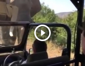 Arnold Schwarzenegger zaatakowany przez sonia na safari