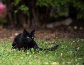Czarny kot a pech. Czy zwierzak faktycznie ciga nieszczcie?