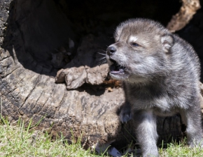 Turyci w Beskidach pomylili wilka z psem. Szczeni znalezione na szlaku zabrali ze sob FOTO