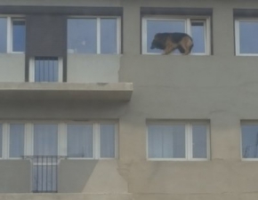 Przeraony pies na parapecie na szstym pitrze. Sam otworzy okno