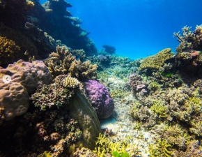 Wielka Rafa Koralowa w lepszym stanie - znamy najnowszy raport naukowcw