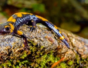 Salamandry w podkarpackich lasach: Czas na gody