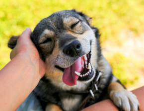 Naukowcy zbadali, czy gaskanie psa poprawia dziaanie mzgu. Wyniki s zaskakujce!