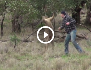 Pobił kangura, by ocalić psa. Film jest hitem, ale stoi za nim smutna historia