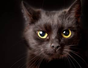 Czy czarny kot przynosi pecha? Dlaczego ten uroczy zwierzak ma tak z opini? Skd ten przesd?