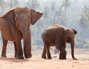 Indie.  W rezerwacie znaleziono kilkanaście martwych słoni. Najprawdopodobniej zginęły od uderzenia pioruna