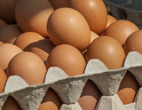 Salmonella w jajkach: GIS ostrzega!