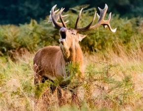 Karpaty: Wkrtce rozpocznie si rykowisko jeleni
