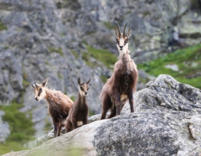 Kozice w Tatrach. Niezwyke spotkanie na tatrzaskim szlaku WIDEO