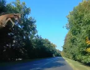 Jeleń przeleciał przez drogę! Zwierzę przeskoczyło nad jadącym samochodem. Perfekcyjne wyjście z progu WIDEO