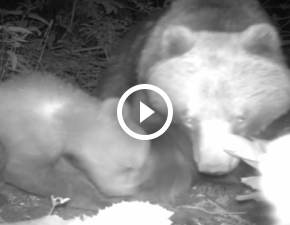 Niedźwiedzia rodzina w obiektywie ukrytej kamery: Ten filmik złapie Was za serca! WIDEO