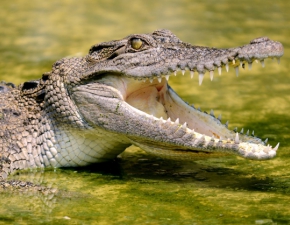 Krokodyl uciek z hodowli w Czechach, mg trafi do Polski. Trwaj poszukiwania zwierzcia