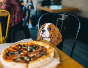 Czy moesz zabra swojego psa do restauracji? Odpowied ci zaskoczy!
