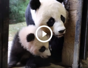 Ciki poniedziaek? Sodkie pandy Mei i Bei Bei na ywo z National Zoo!